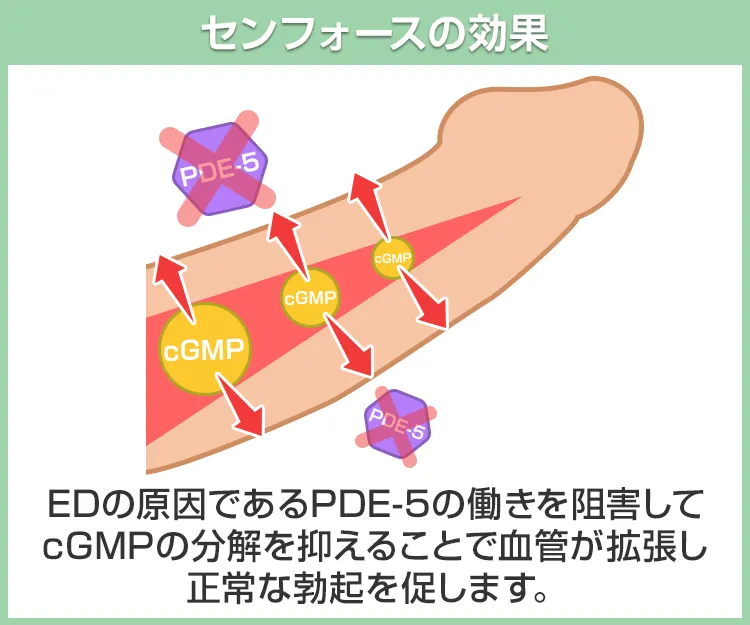 センフォース6