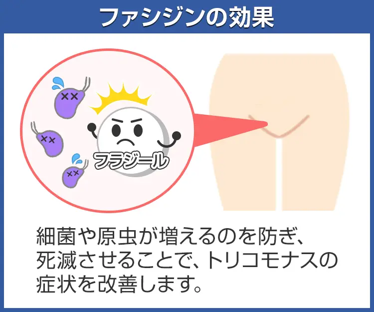 ファシジン4