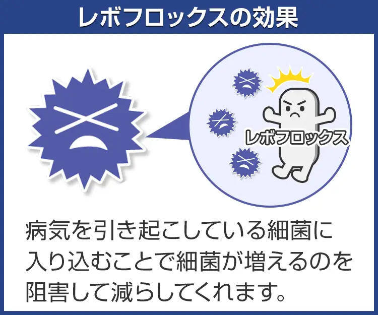 レボフロックス6