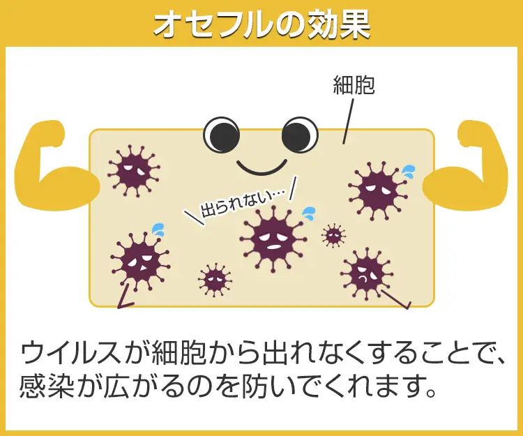 オセフル3