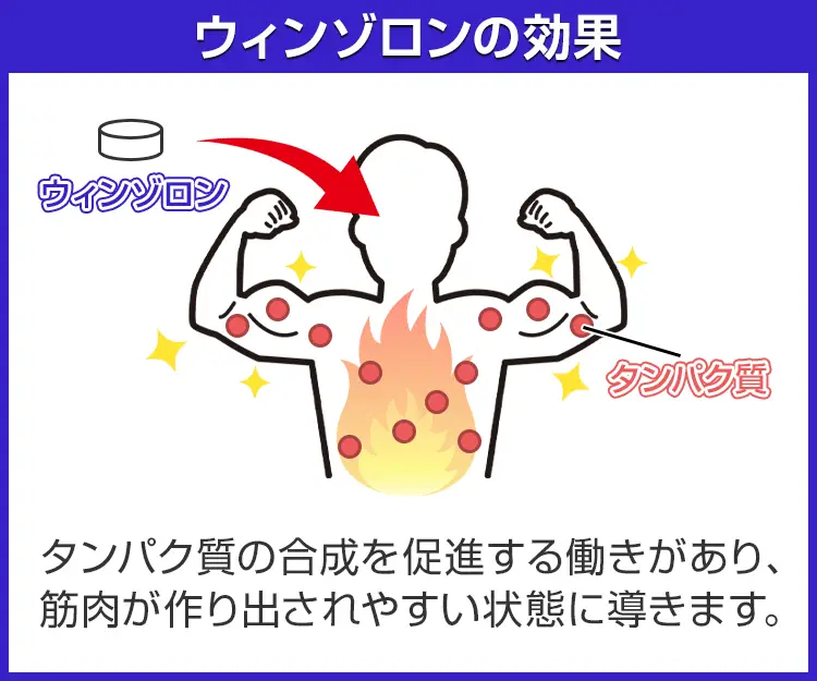 ウィンゾロン3