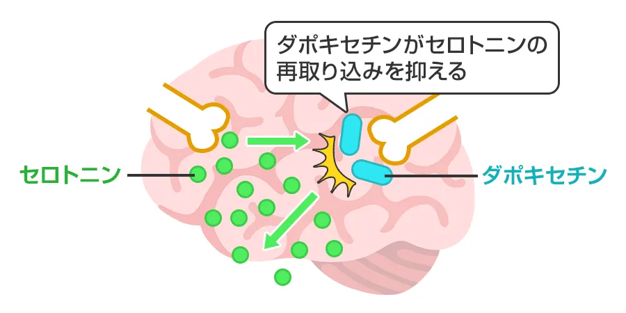 ダポナイトの作用