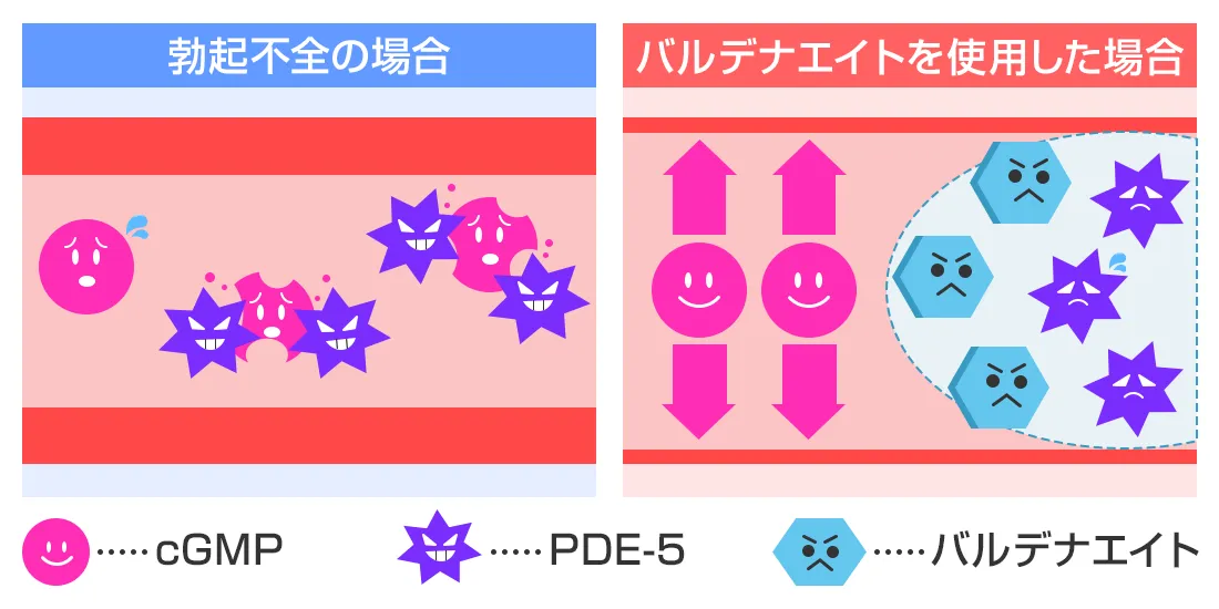 有効成分バルデナフィルの作用メカニズム

