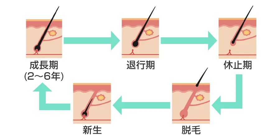 毛周期