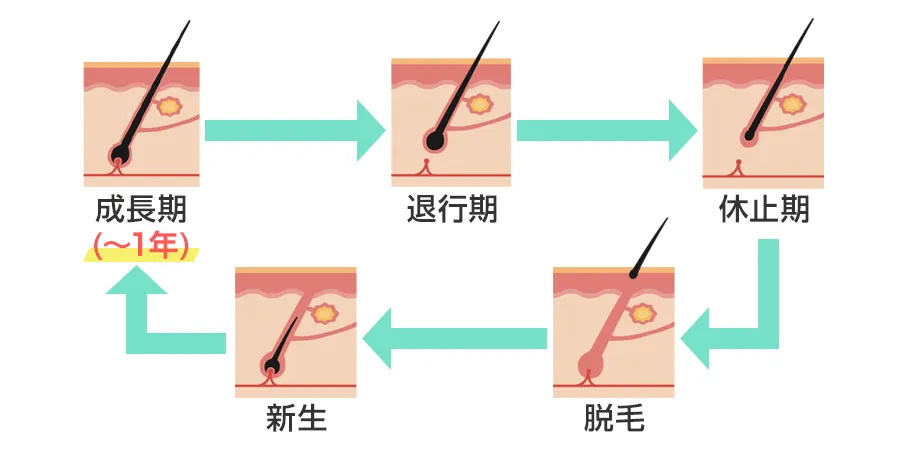 毛周期2